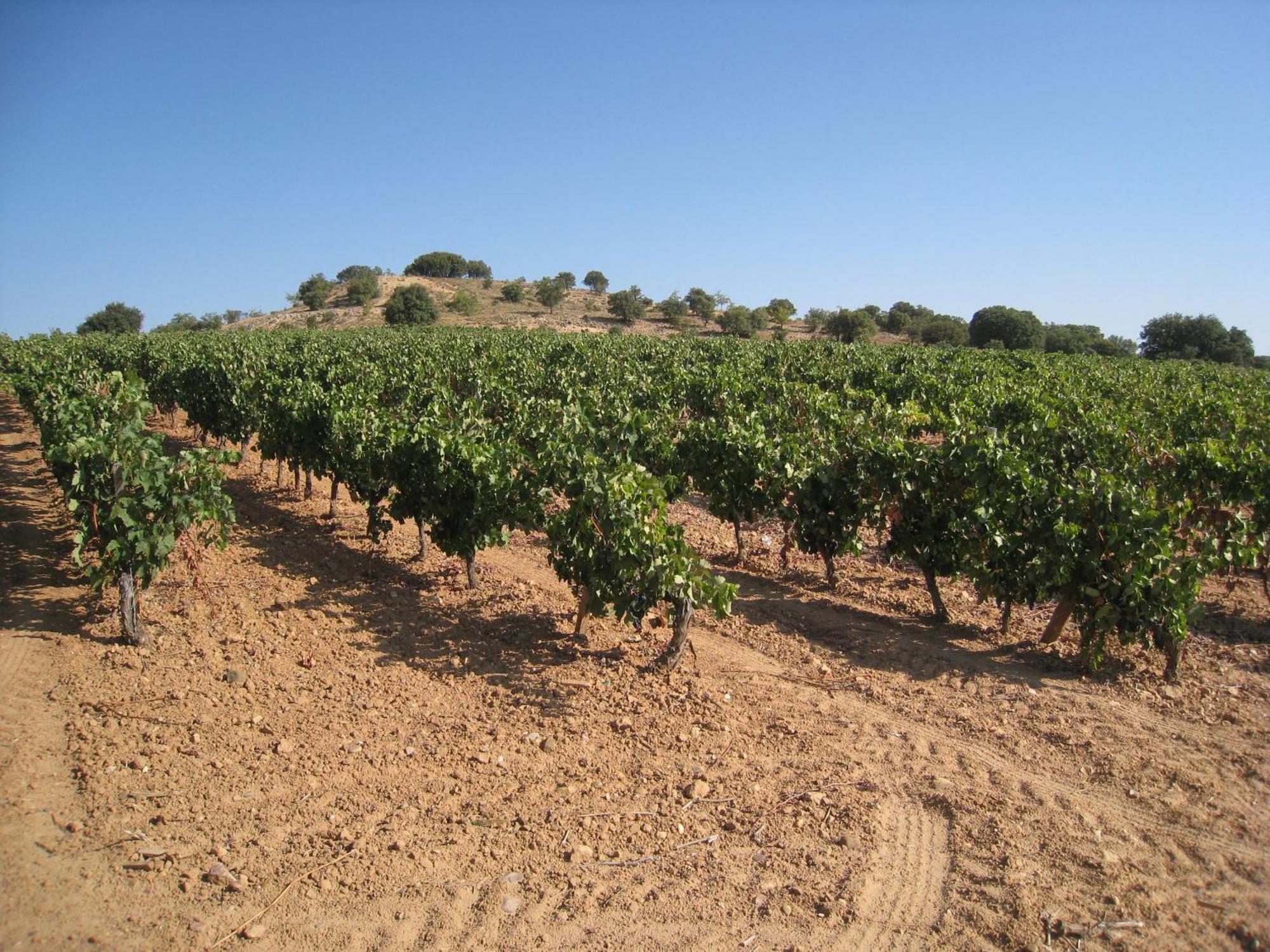 Hotel Torremilanos Aranda de Duero Esterno foto